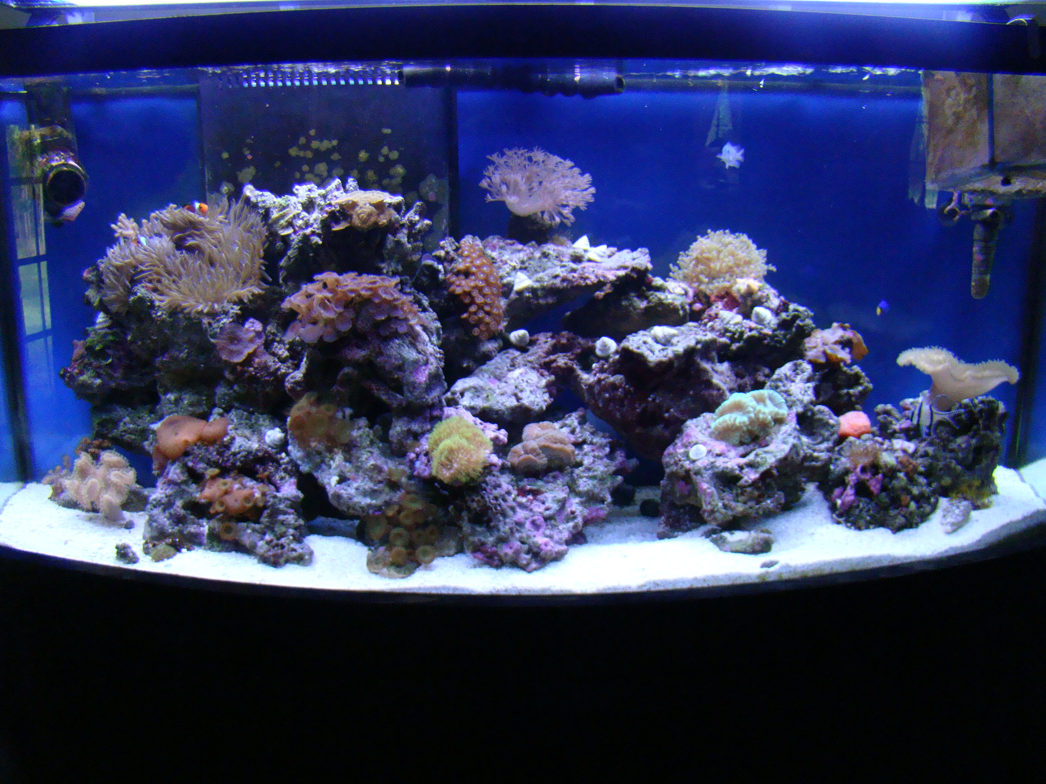 Lils Reef Tank 5