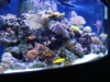 Reef Aquarium 9/10
