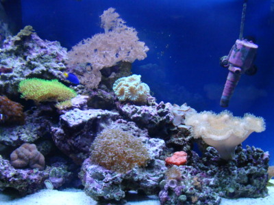 Right Side of Reef Aquarium