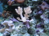 leather tree coral 2/15/10