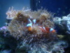 sebae anemone (has purple tips) / mated pair clowns 02/15/10