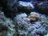 Red spotted goby 2/15/10