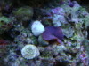 Purple Mushroom 02/15/10
