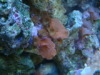 brown polyps / red mushrooms 02/15/10
