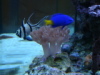 blue damsel fish / bengai cardinal fish 02/15/10