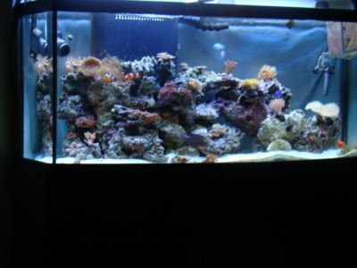 full shot 75g reef 2/15/2010
