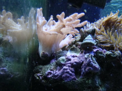 finger leather coral2/15/10
