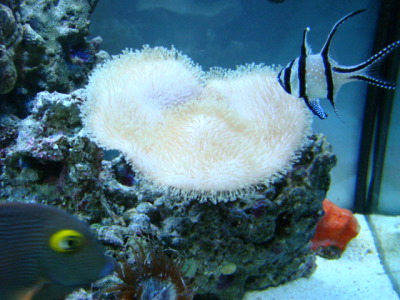 toadstool leather coral2/15/10