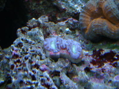 purple acans 02/15/10