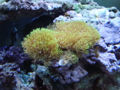 Green Star Polyps 02/15/2010