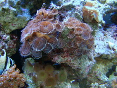 polyps 02/15/10