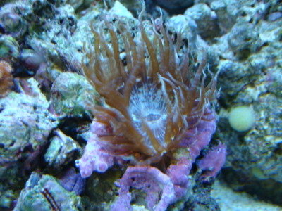 Rock Anemone 02/15/10